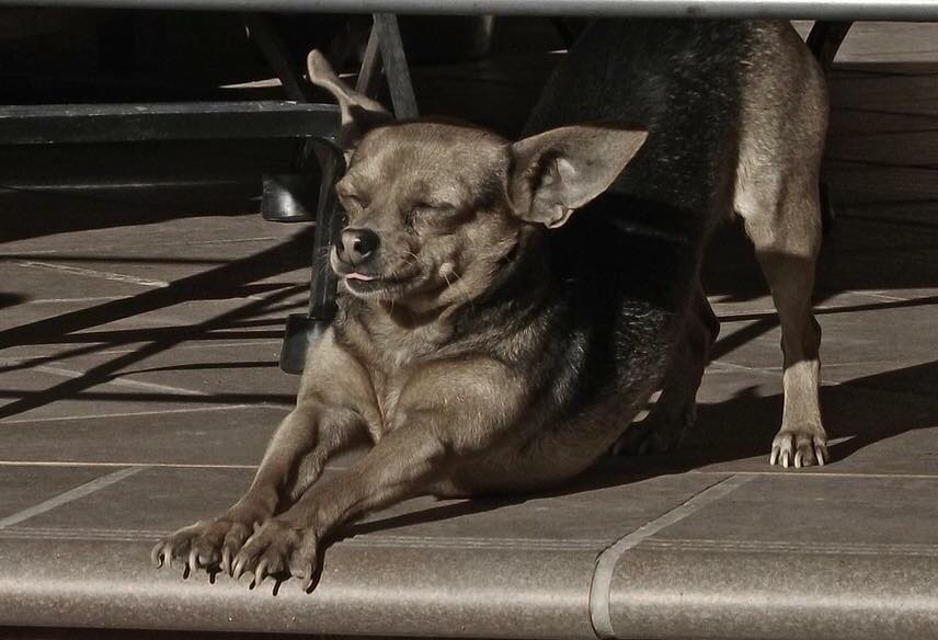 La gosseta respon al nom de Bruna  FOTO: Cedida