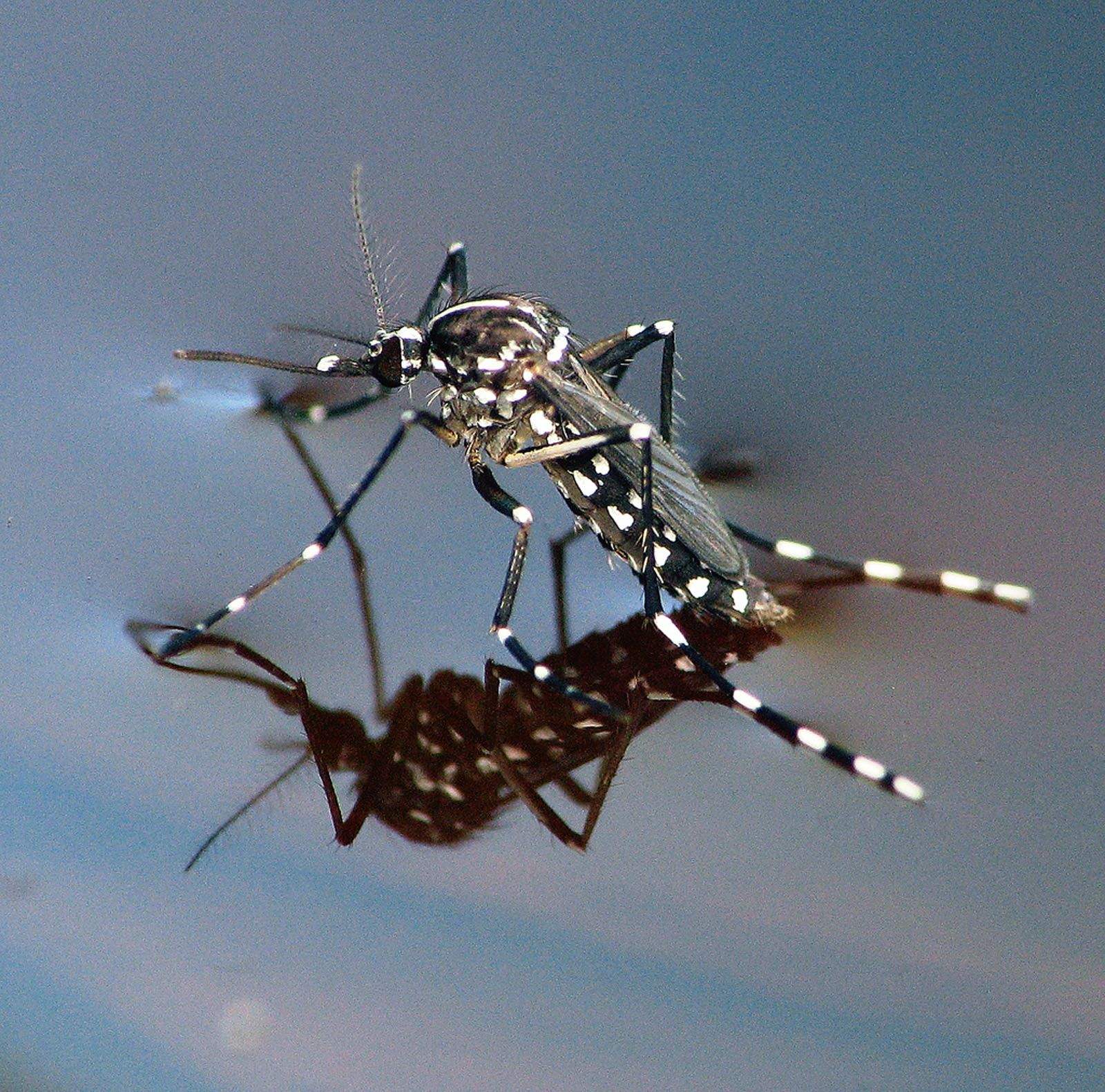 El mosquit tigre és un dels transmissors del virus del dengue FOTO: Cedida