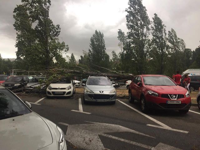 Un arbre caigut a Coll Favà FOTO: Anna Massó