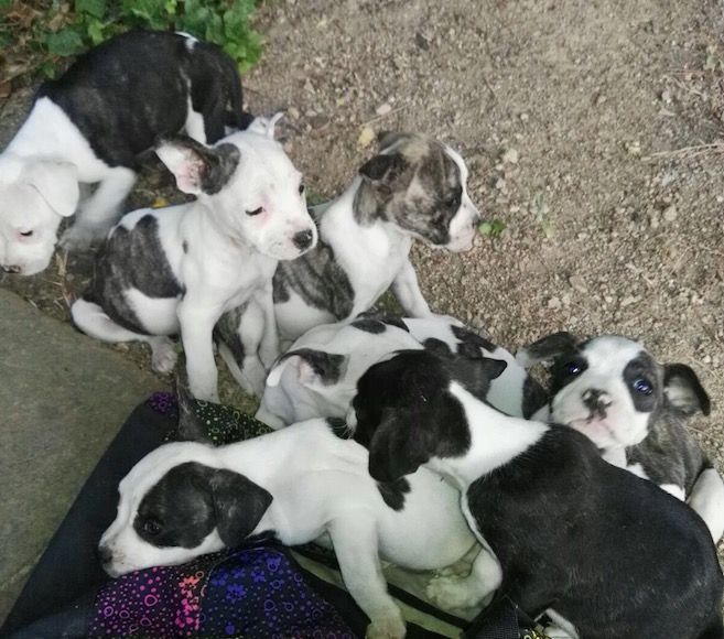 Els gossets van ser trobats dins d'una bossa esportiva  FOTO: Twitter Policia Local