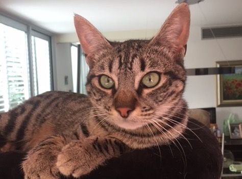 Bimba s'ha perdut a Sant Cugat. FOTO: Cedida