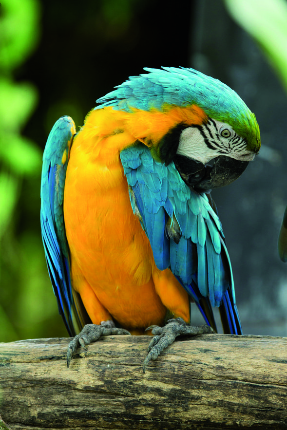 Als lloros no els agrada estar sols i en silenci