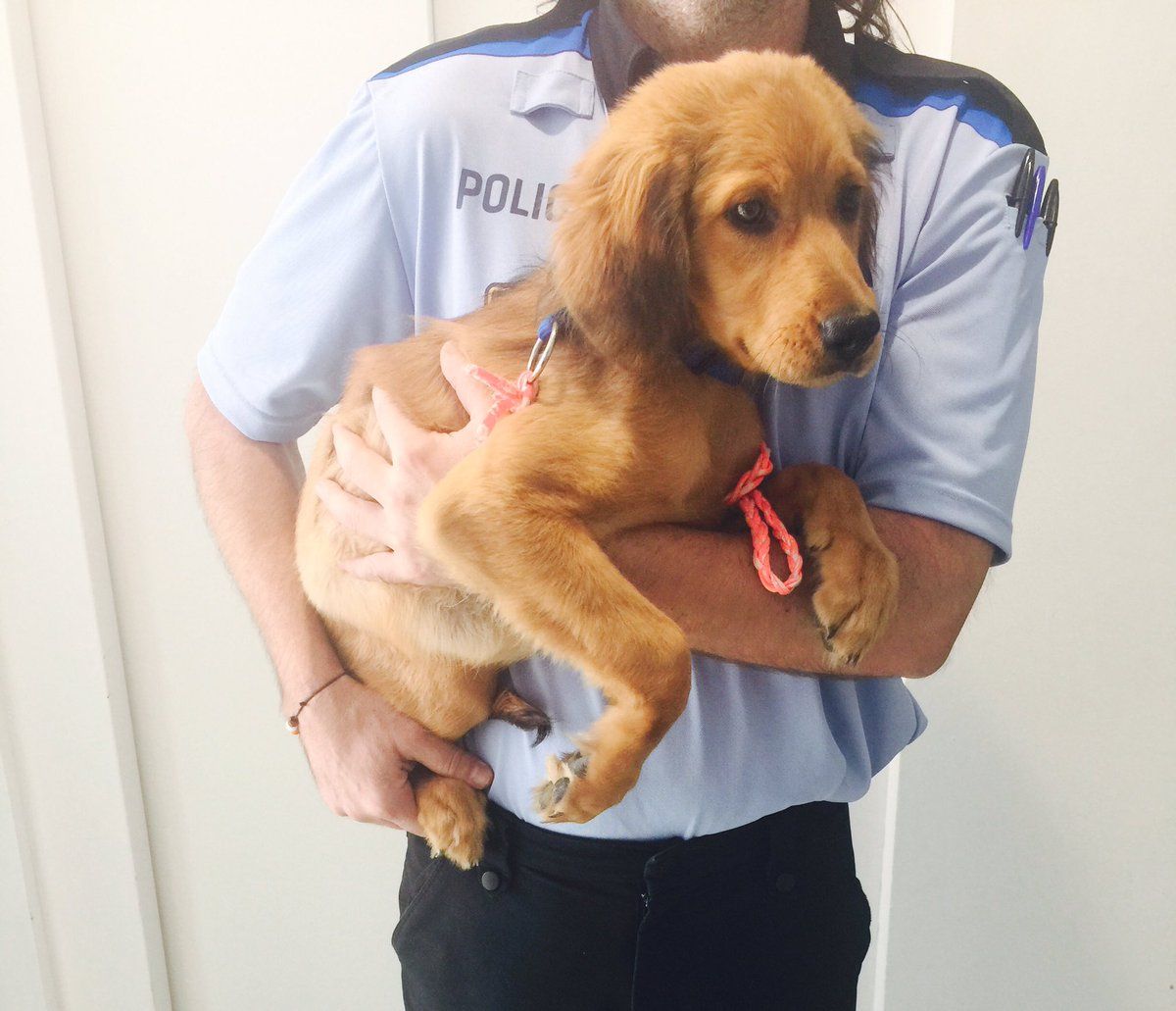 Imatge de la gosseta FOTO: Twitter Policia Local 