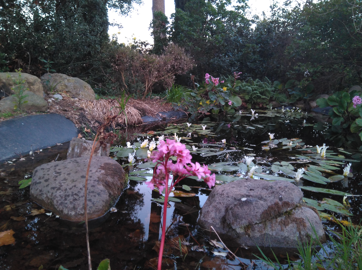 Una bassa en una finca privada de la Floresta FOTO: Bernat Bella