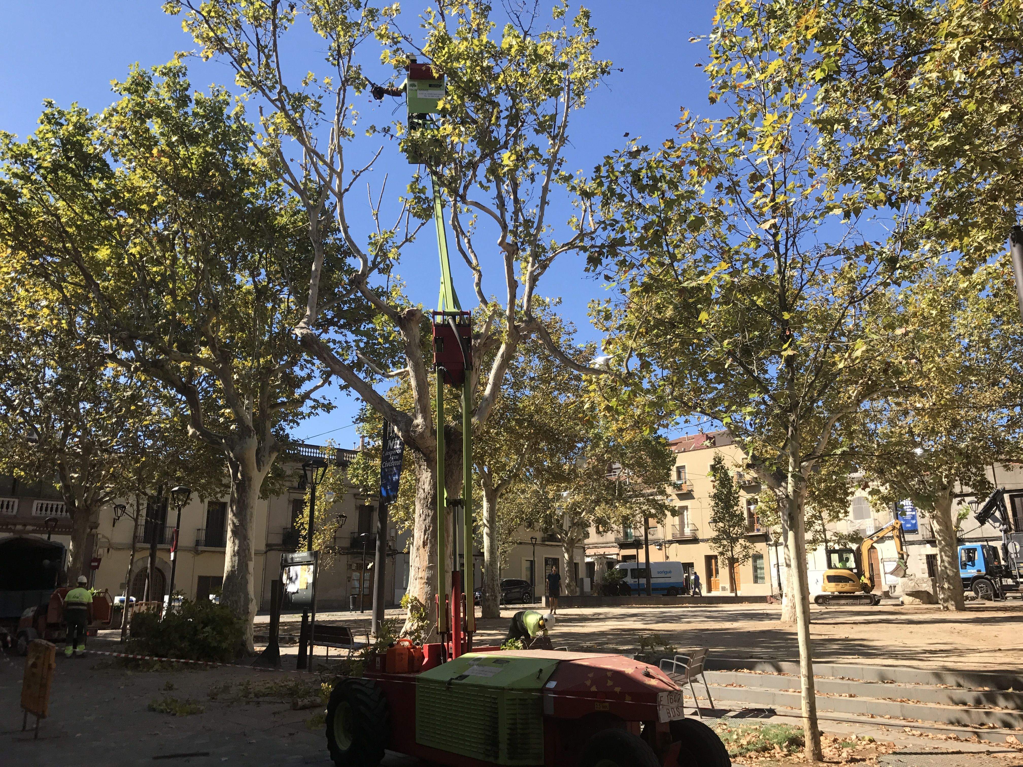 La poda l'estan fent aquest dijous, 10 d'agost FOTO: Mireia Puente 