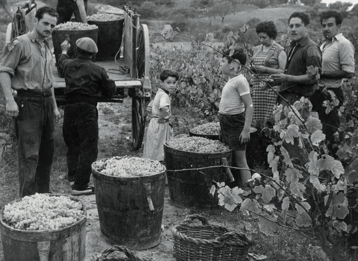 Verema a les vinyes de Can Bell, anys 50.  FOTO: Jordi Bell