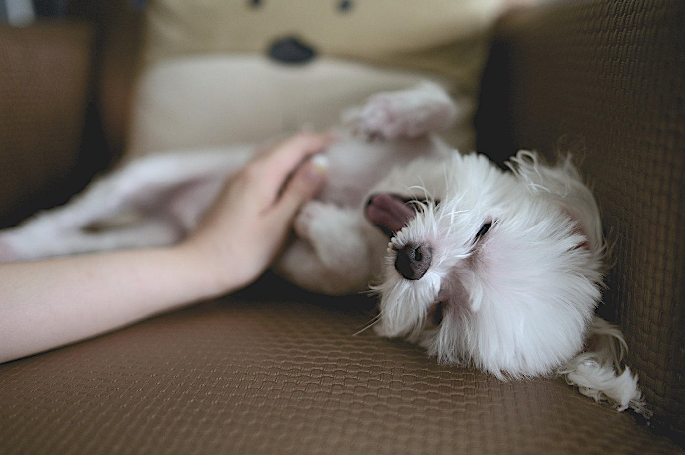 Autorentat i perruqueria les especialitats d'Oh Happy Dog! FOTO: Nomao Saeki (Unsplash)