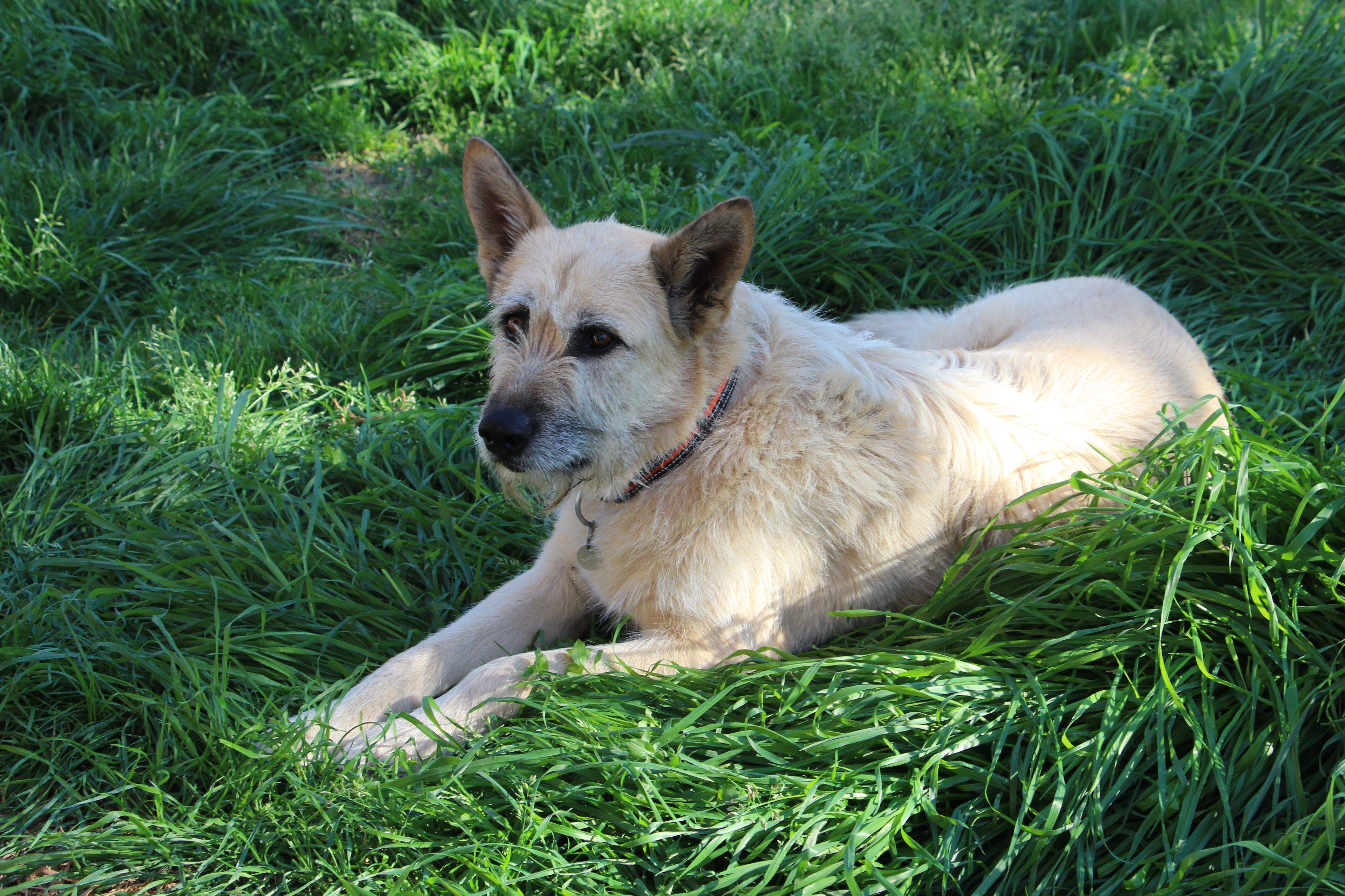 El Llop tenia 8 anys FOTO: Cedida 