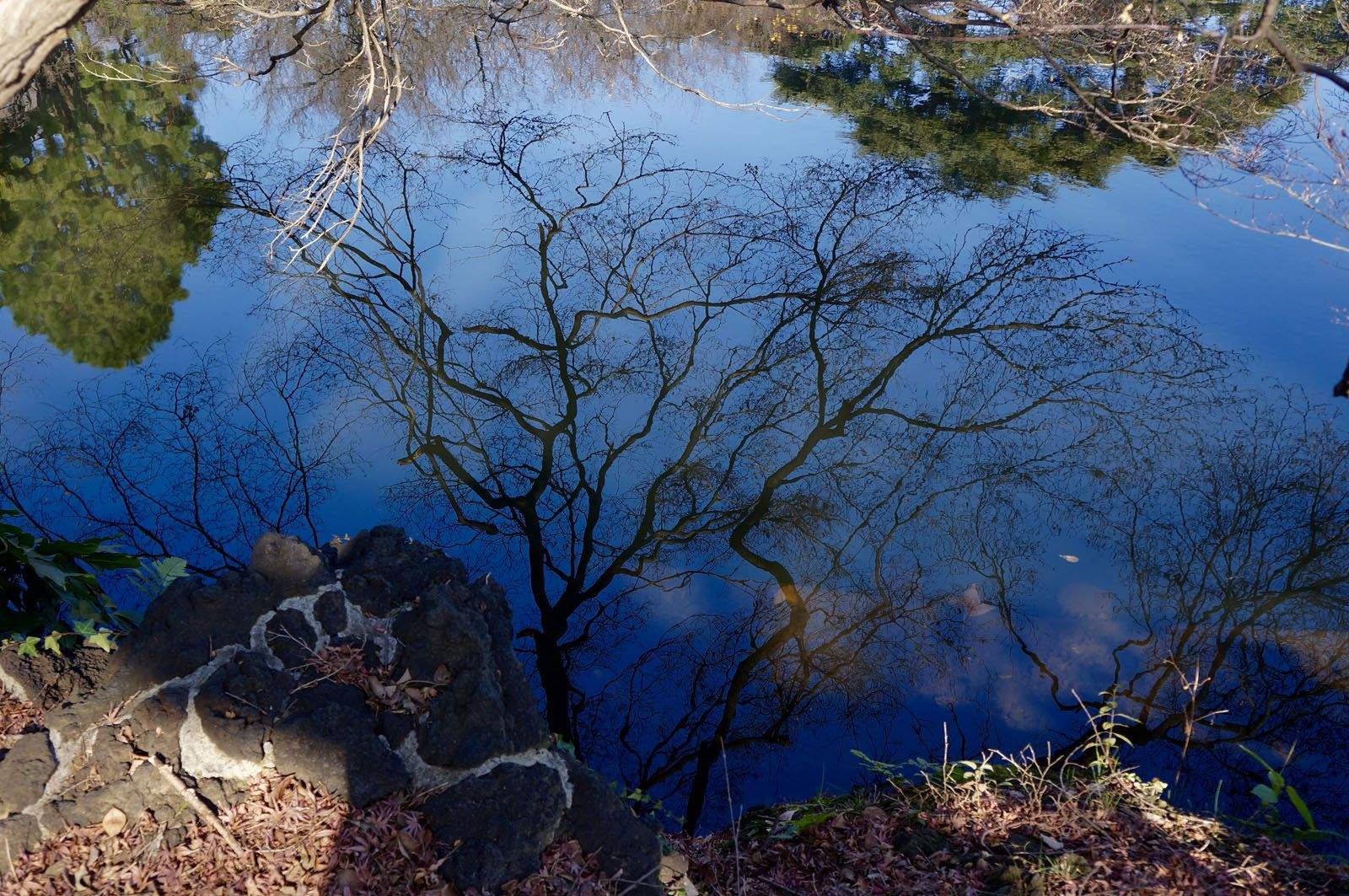 Alastrue Vidal Alastrue Vidal   Reflexos