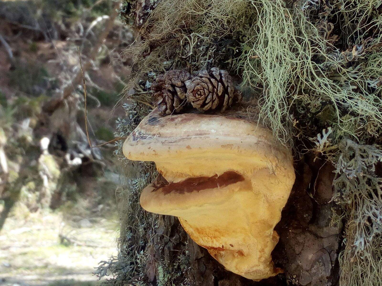 Ana Mazelon Greiner   Granota somrient