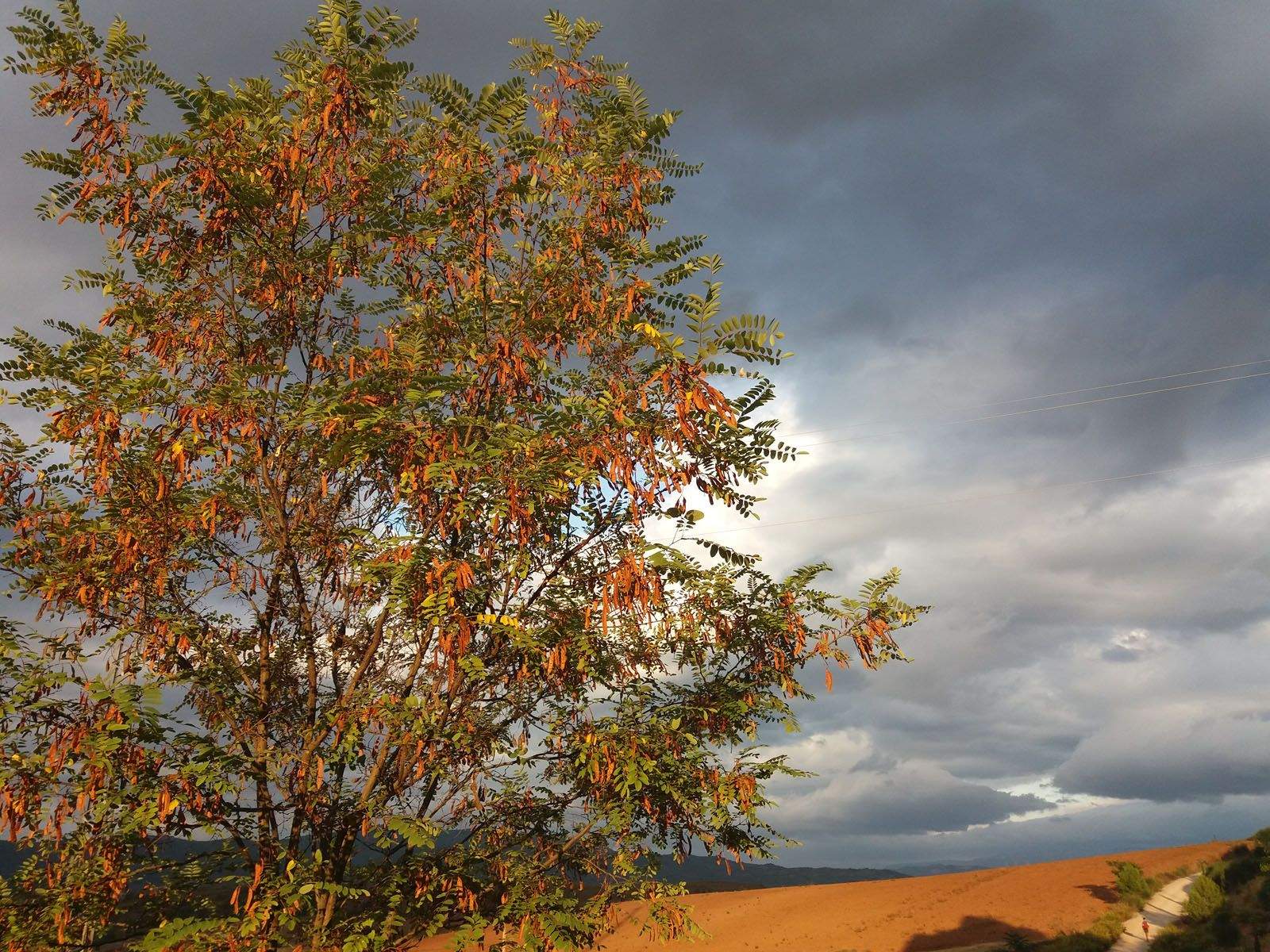 Araceli Serrano Ardanuy   On el camí ens porti..