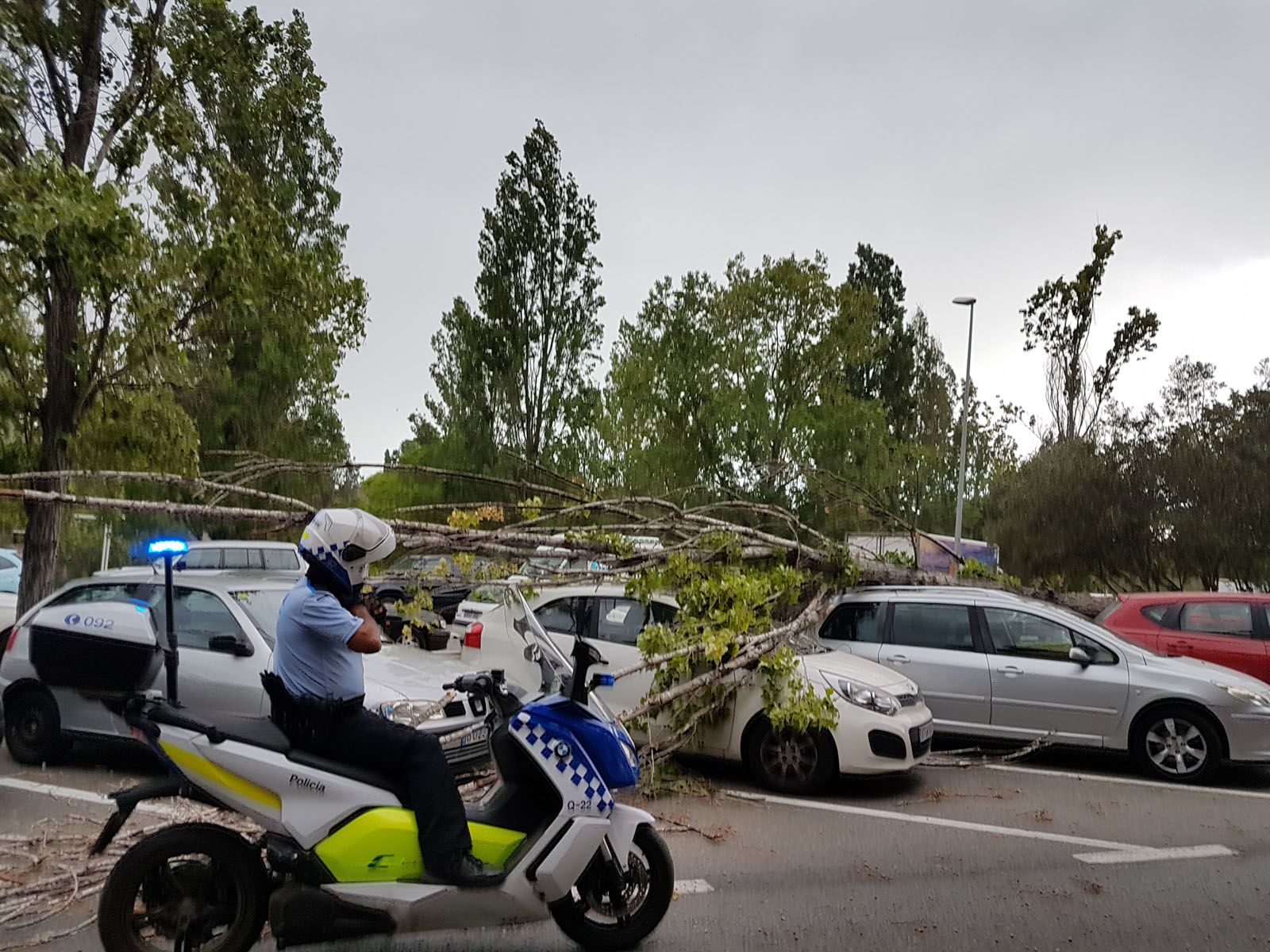 Claudia Isabel Vergara Silva   Descanso de un árbol 