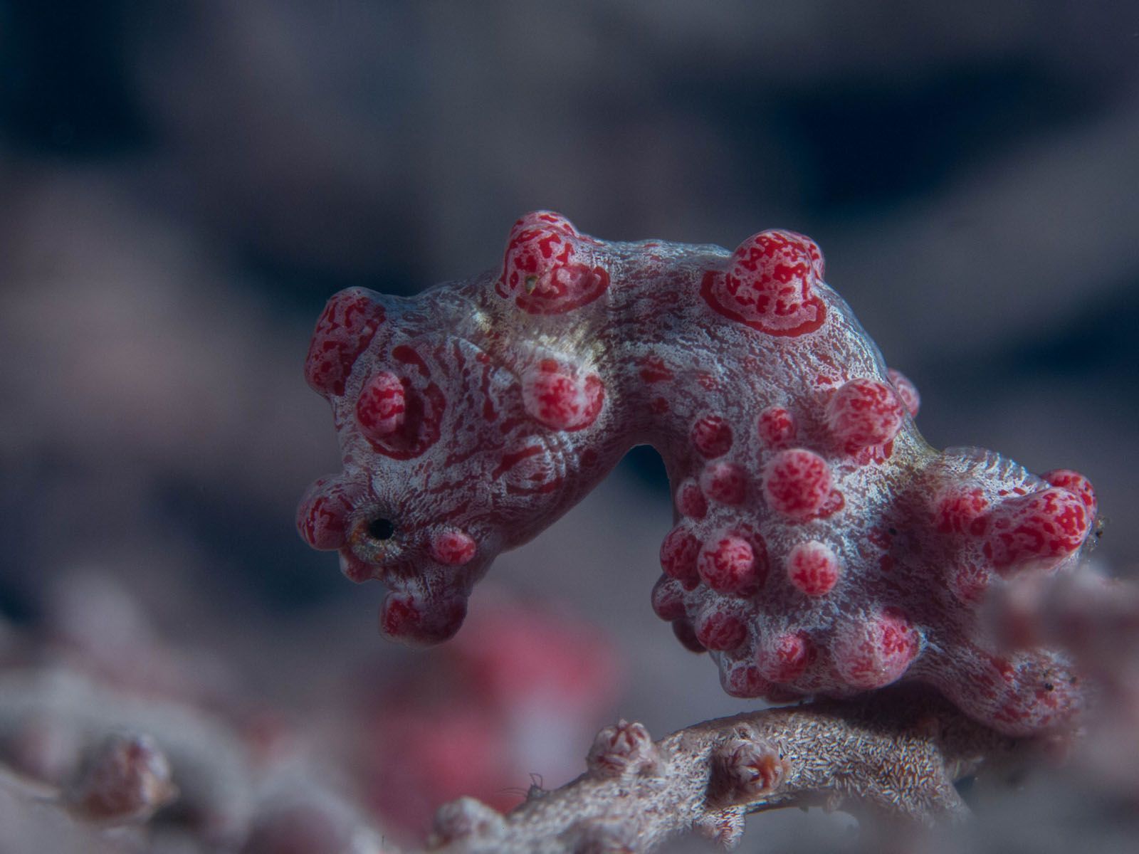 Esmeralda Bellés Garcia   Cavallet de mar pigmeu