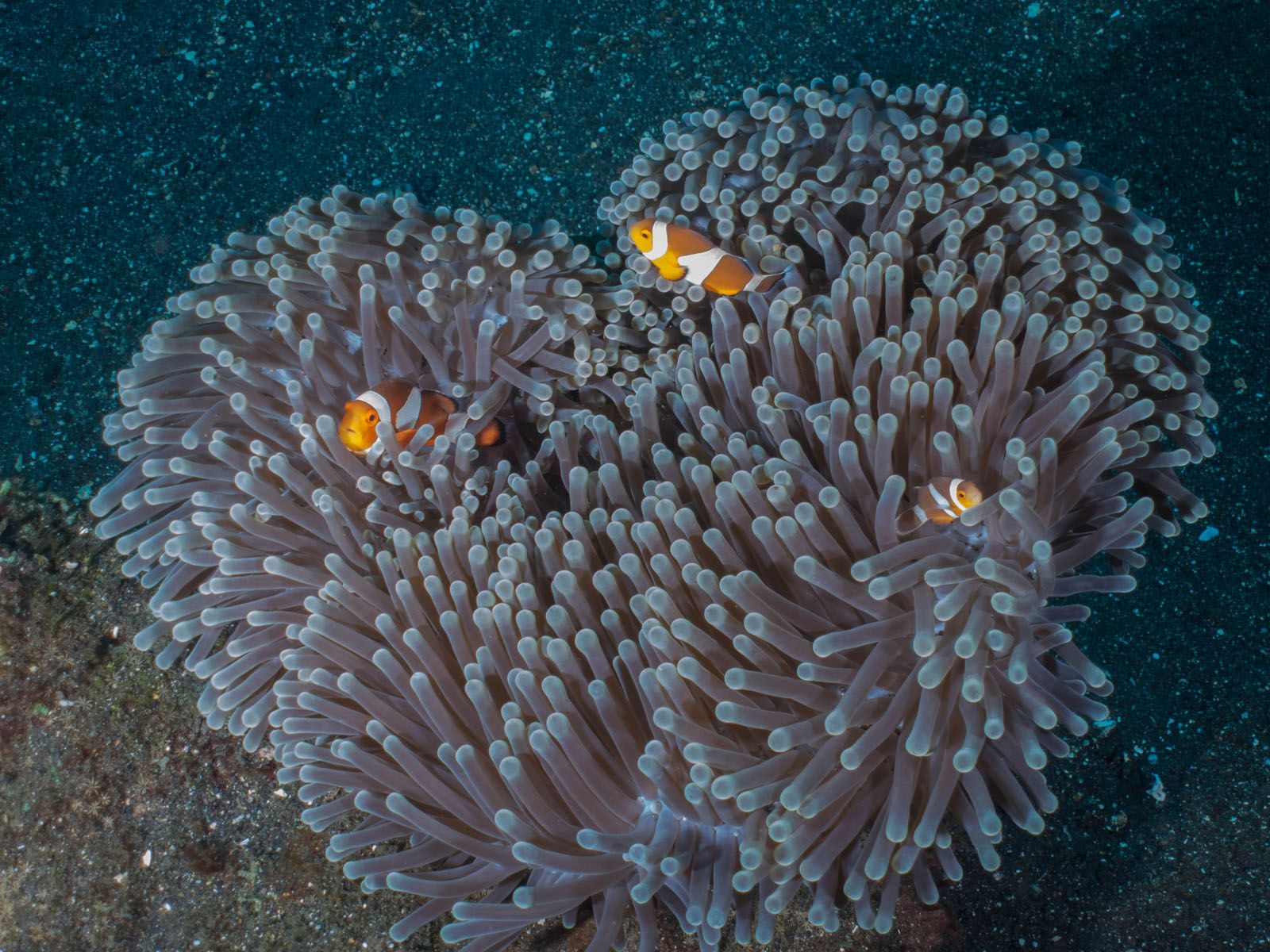 Esmeralda Bellés Garcia   Finding Nemo