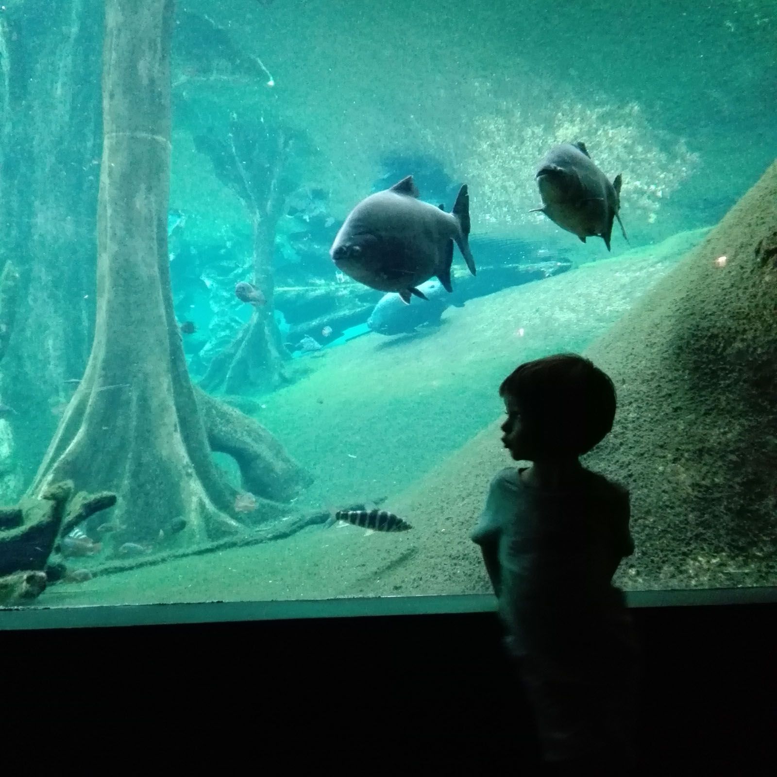 Eva Gomar   Descobrint