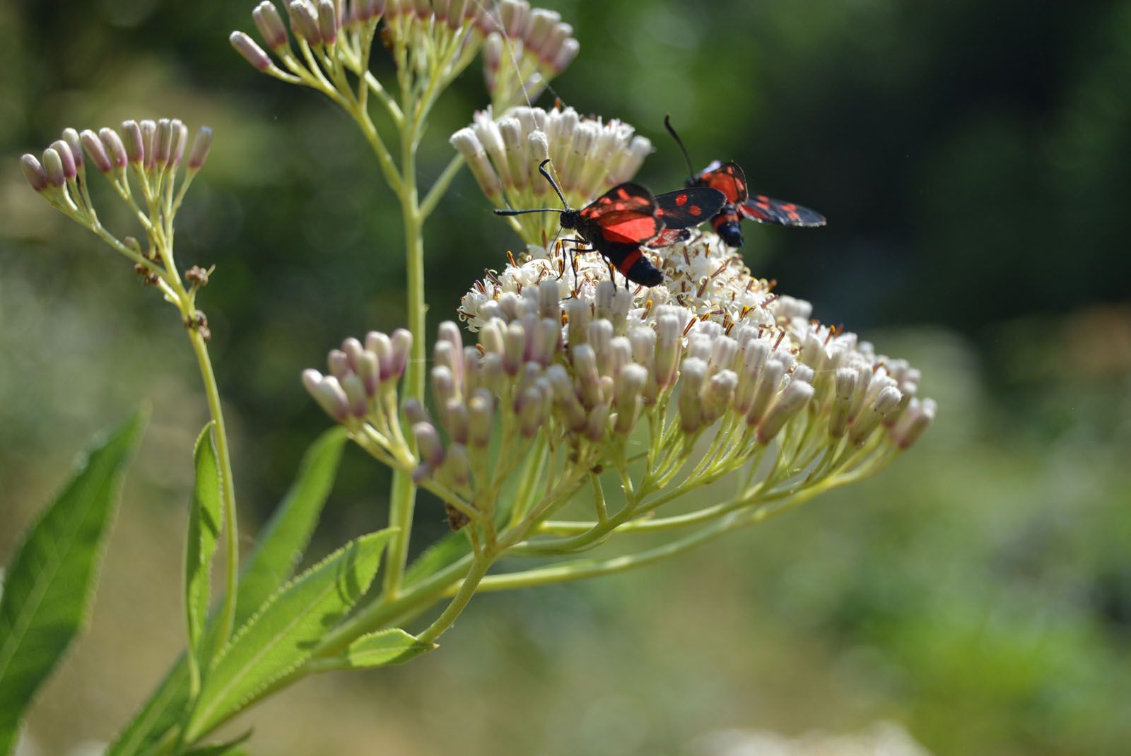 Irene Boronat   Papallones
