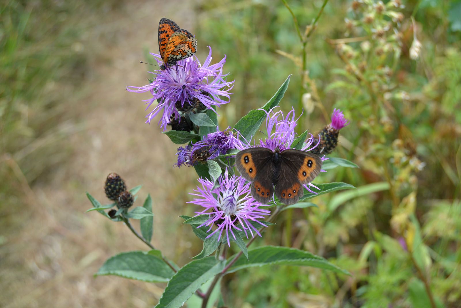 Irene Boronat   Regals de la natura