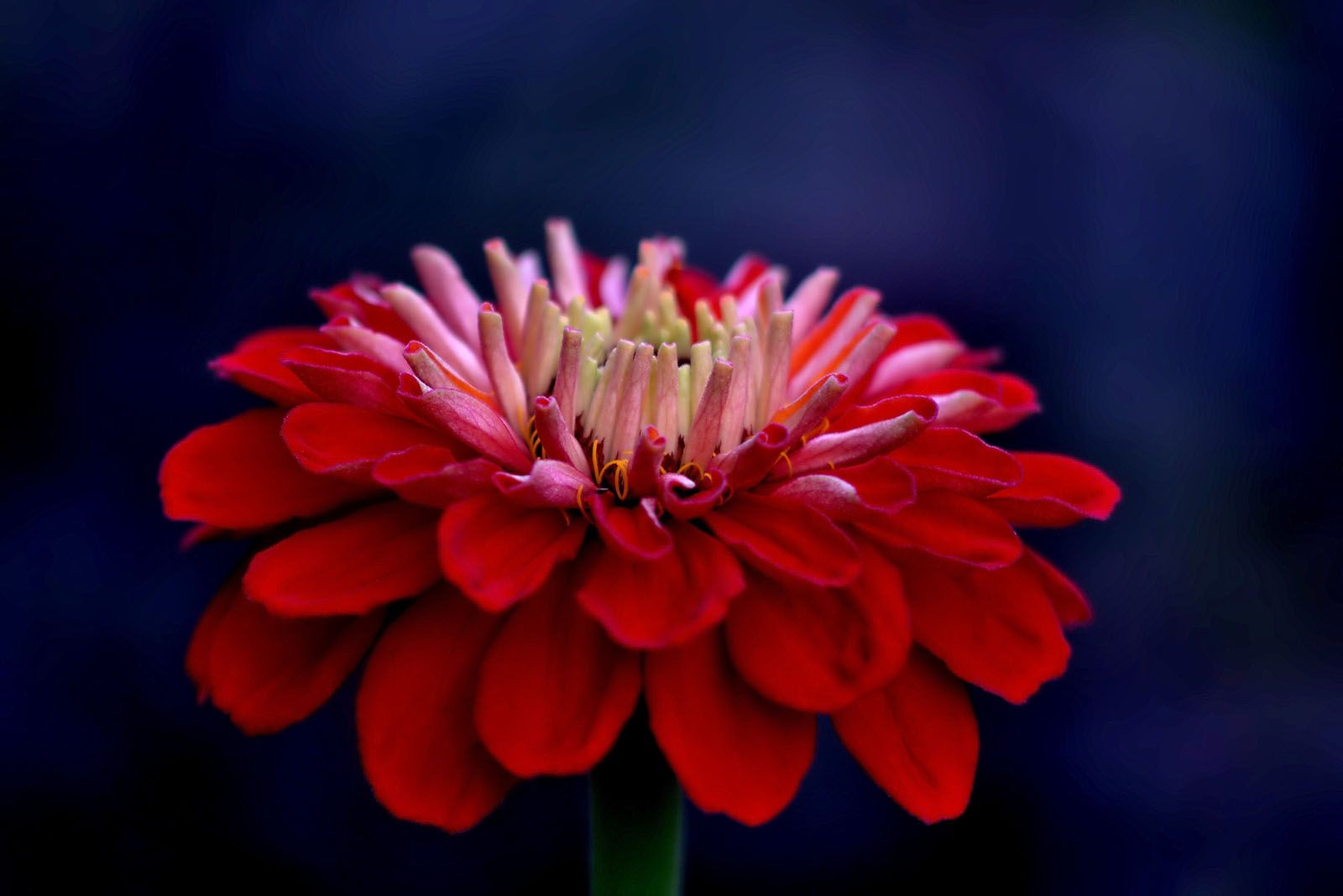 Isaac Baldi Garcia   Un regal de Suïssa