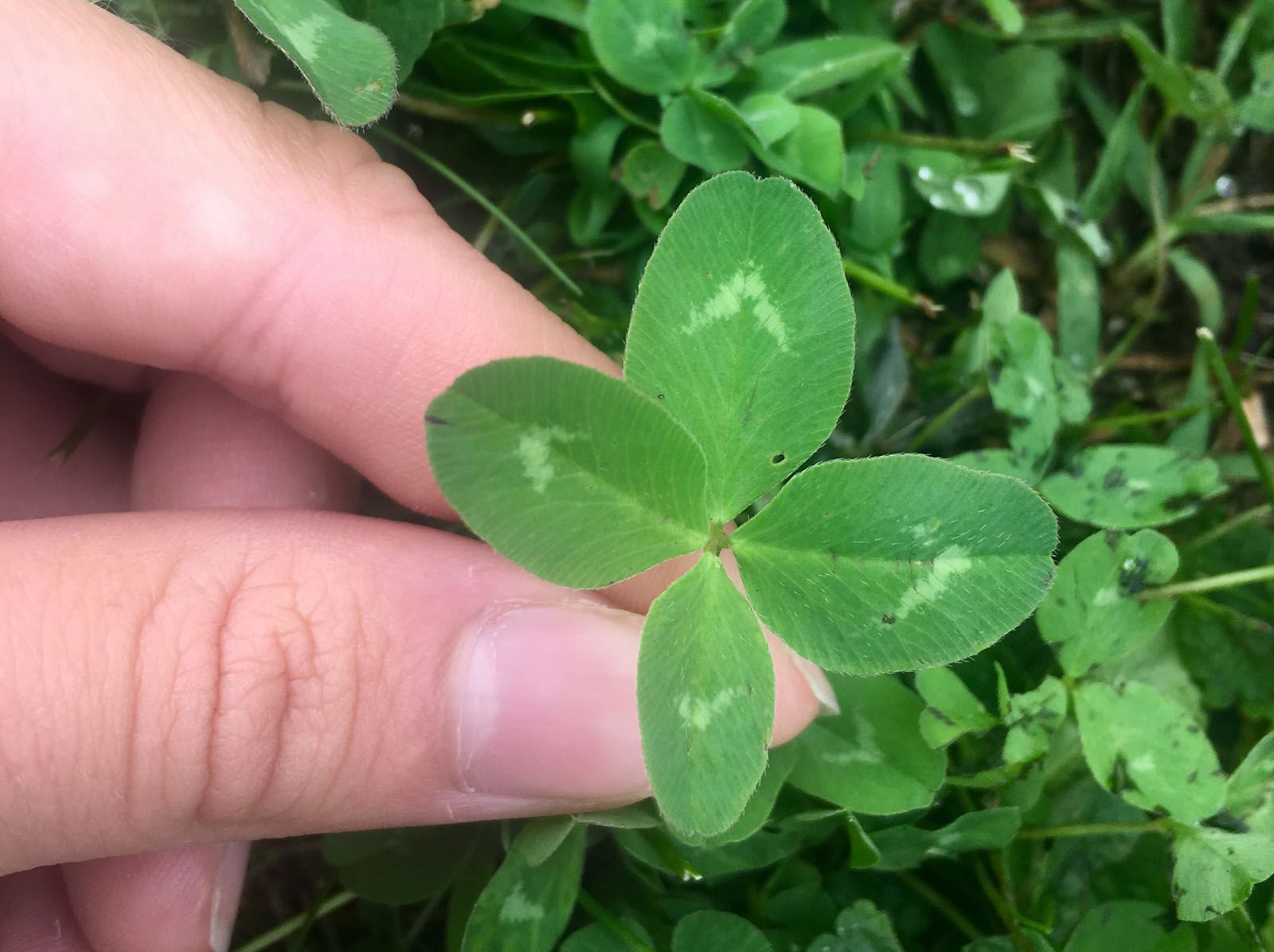Isabel Pérez Puiggròs   Quina sort!