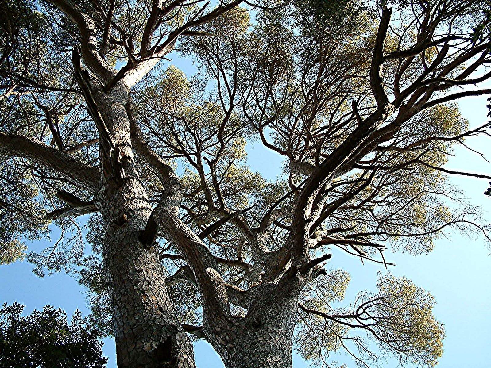 Jaume Castelló Tersa   Cercant la llum