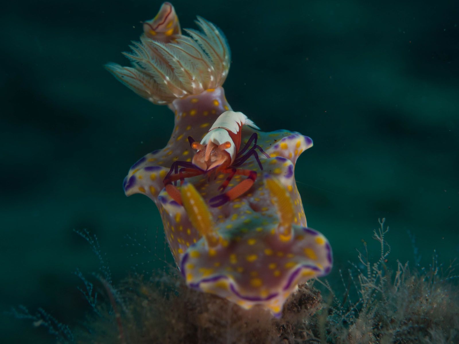 Jordi Butazzi Arch   Criatures submarines