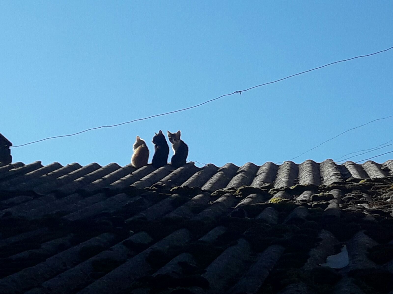 Leonor Vallès i Muray   Esperant el Sol del matí