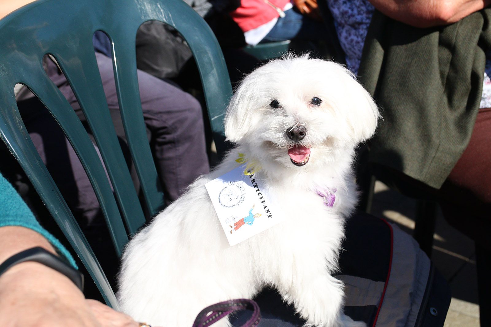 13ª Trobada Tintinaire de Catalunya. Foto: Lali Álvarez