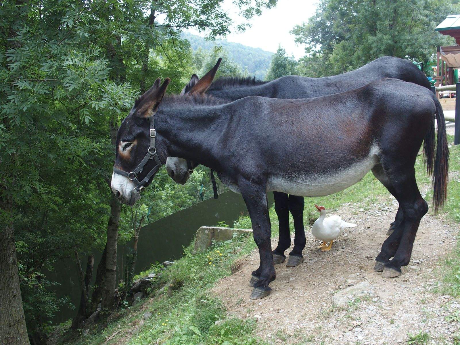 MARÇAL SÀBAT PI   Convivència