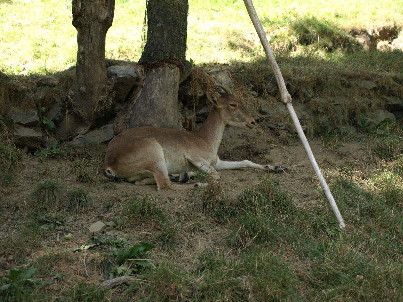 MERCEDES MARTINEZ SANCHEZ   posant per la foto en l'ombra
