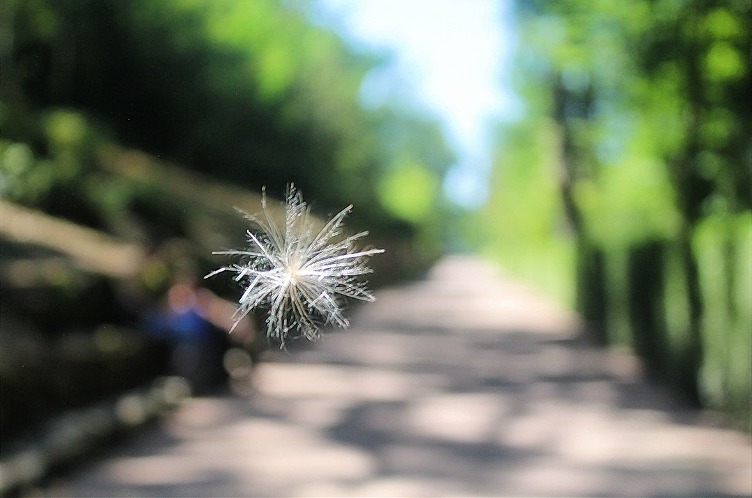 Marcel Miralles Llorenç   Angelet