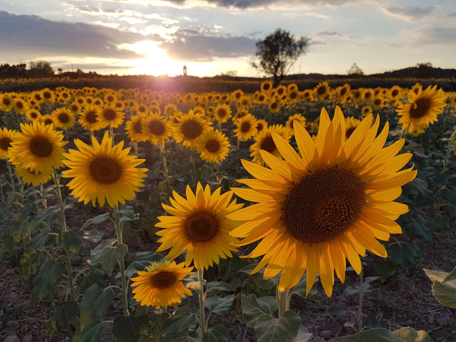 Monica Giralt Jordà   Girasols en un país petit