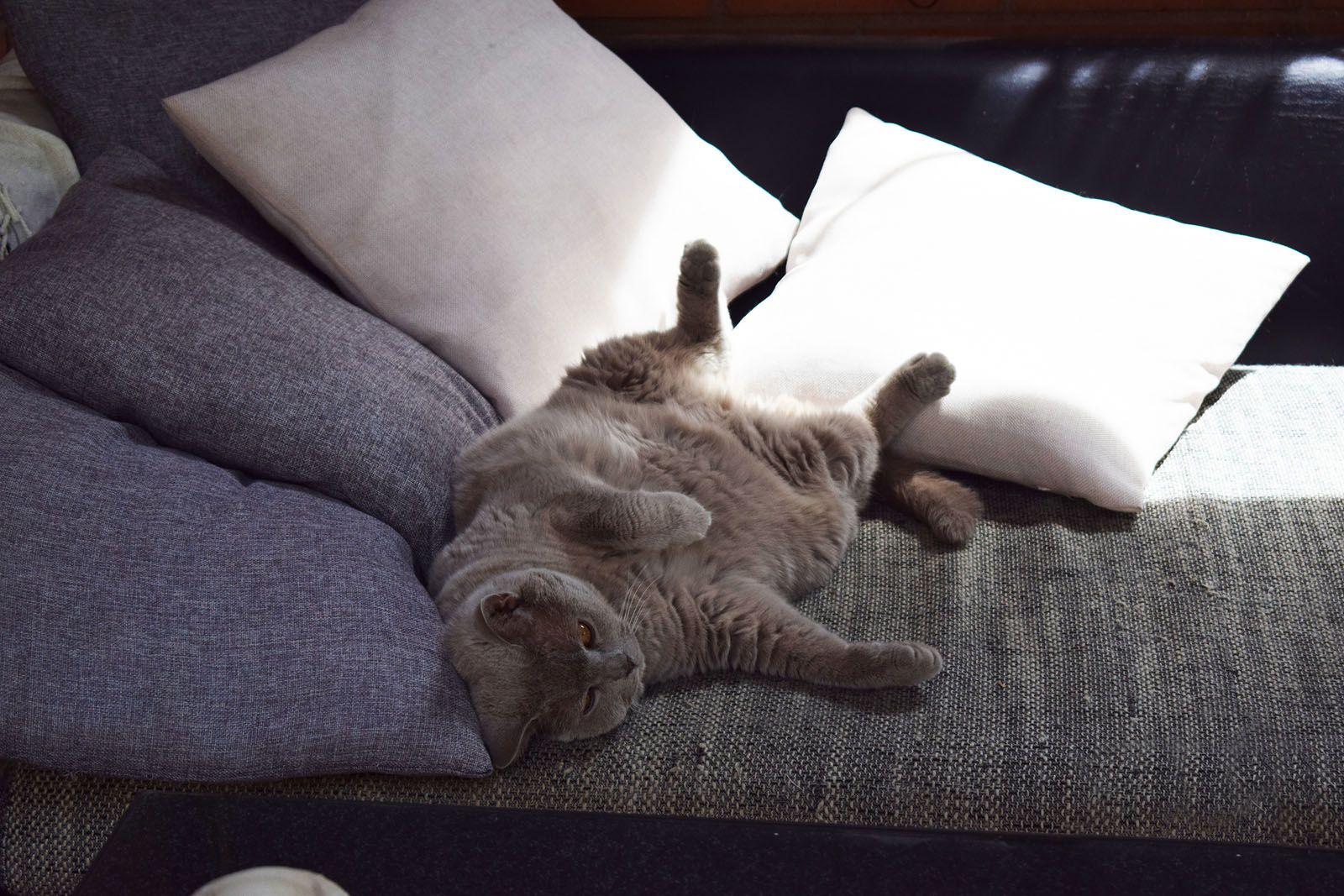 Maria Olga Franco Valls   Una placentera siesta