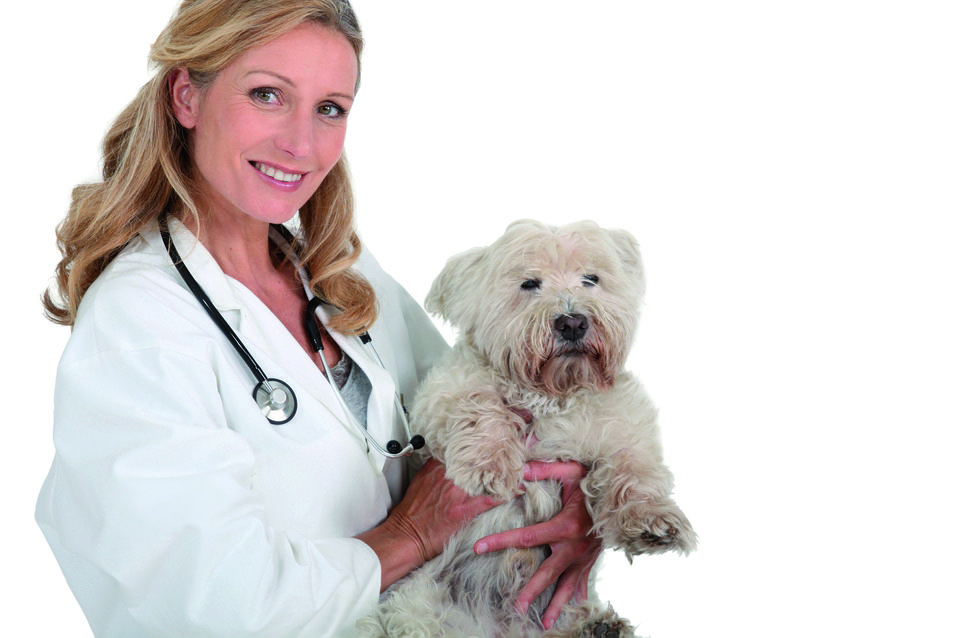 Els gossos poden necessitar una transfusió de sang en diferents moments