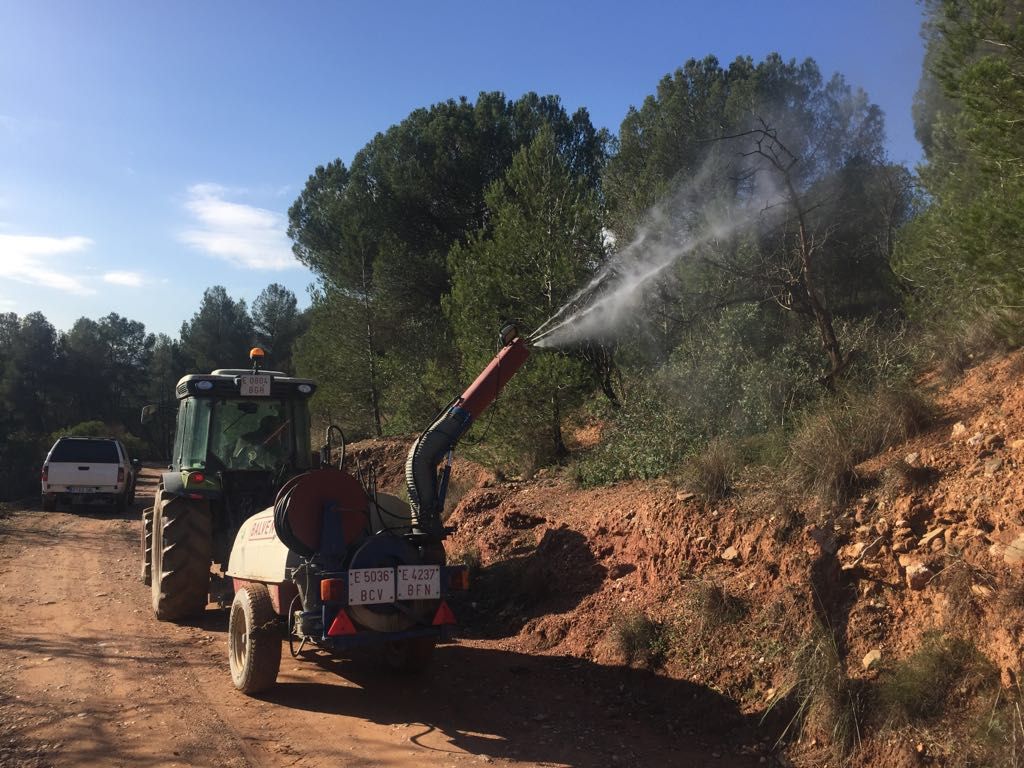Moment del tractament i erugues de de processionària FOTO: Parc de Collserola