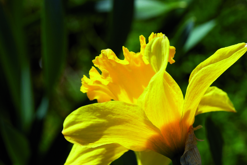 A la tardor convé que poseu les plantes en llocs estratègics
