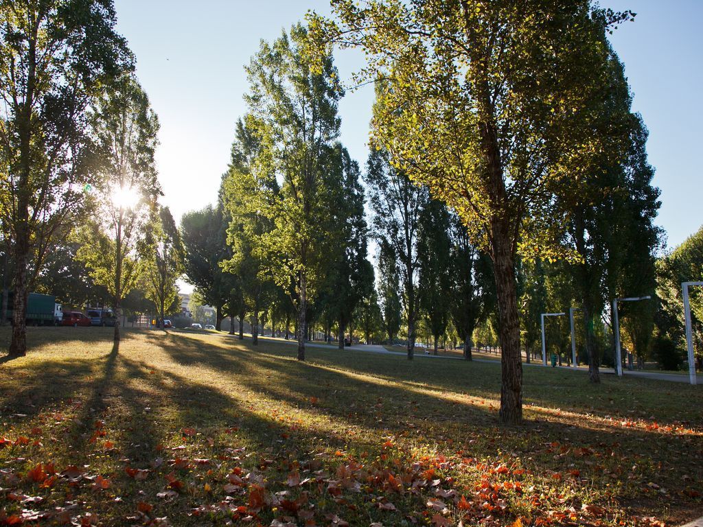 Els pollancres, de fulla caduca, comencen a mudar les fulles de cara a l'hivern a tota la ciutat FOTO: Cedida