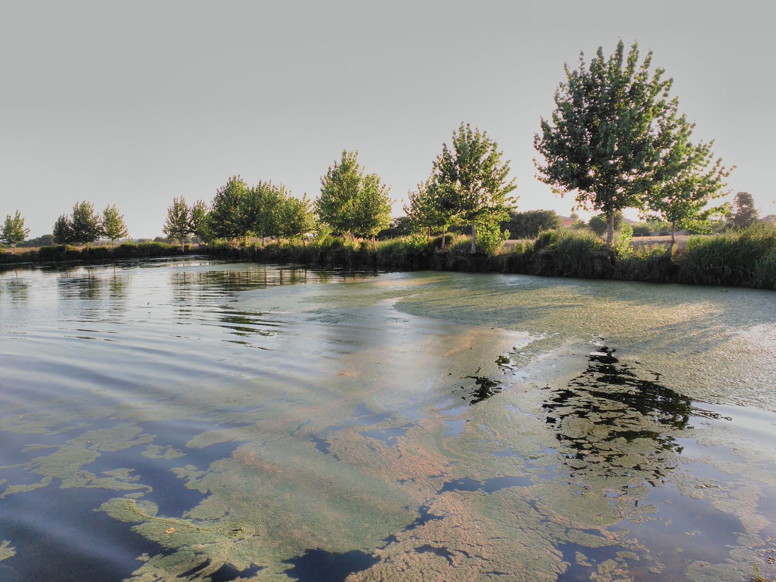 Anna Maria Balagué   pantà de Castellnou
