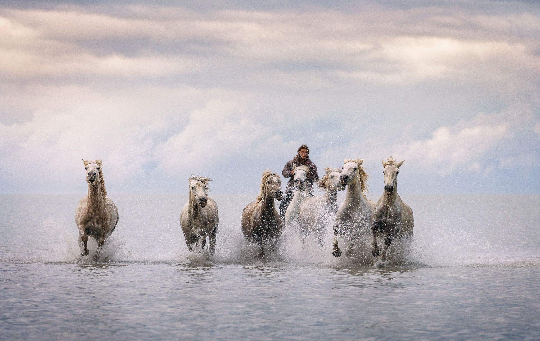 Antoni Figueras Barranco   Els cavalls de la Camarga