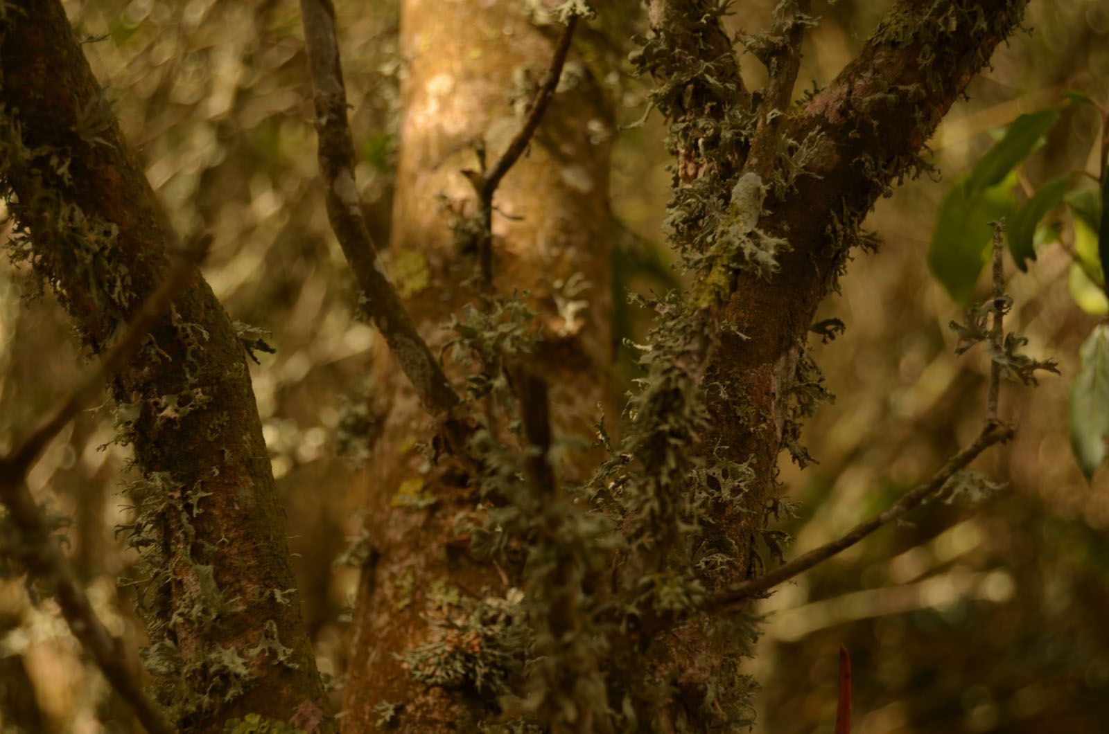 Ares Arnal   Ullastre