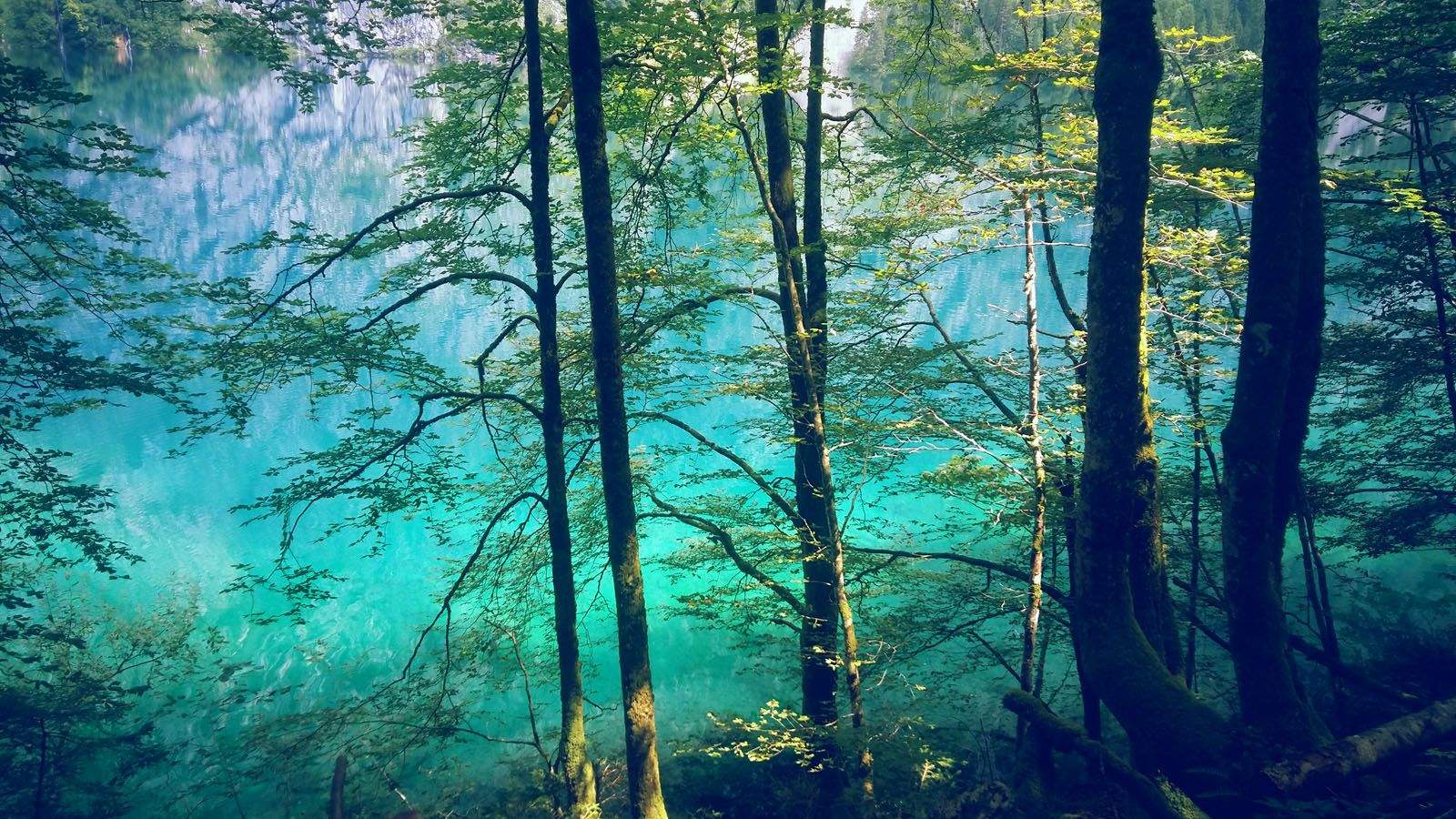 Asun Prim Vidal   El llac i el bosc