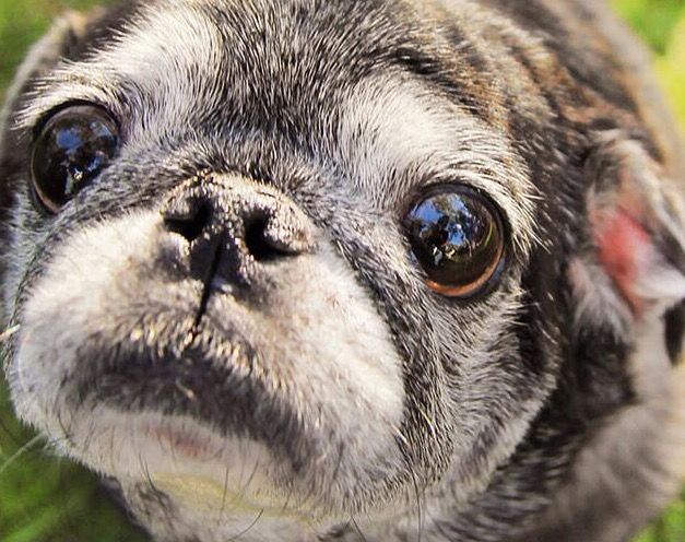 Es busca llar d'acollida per a gossos vulnerables. FOTO: Cedida