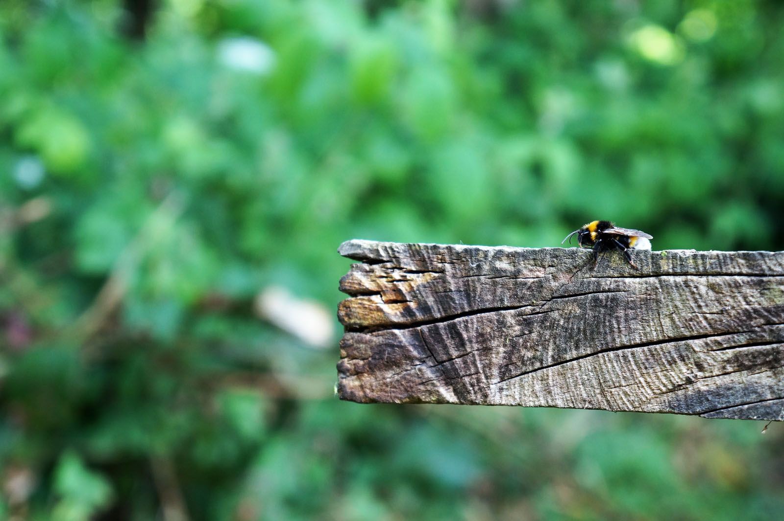 Emma Comas Heathcote   En el borde del abismo