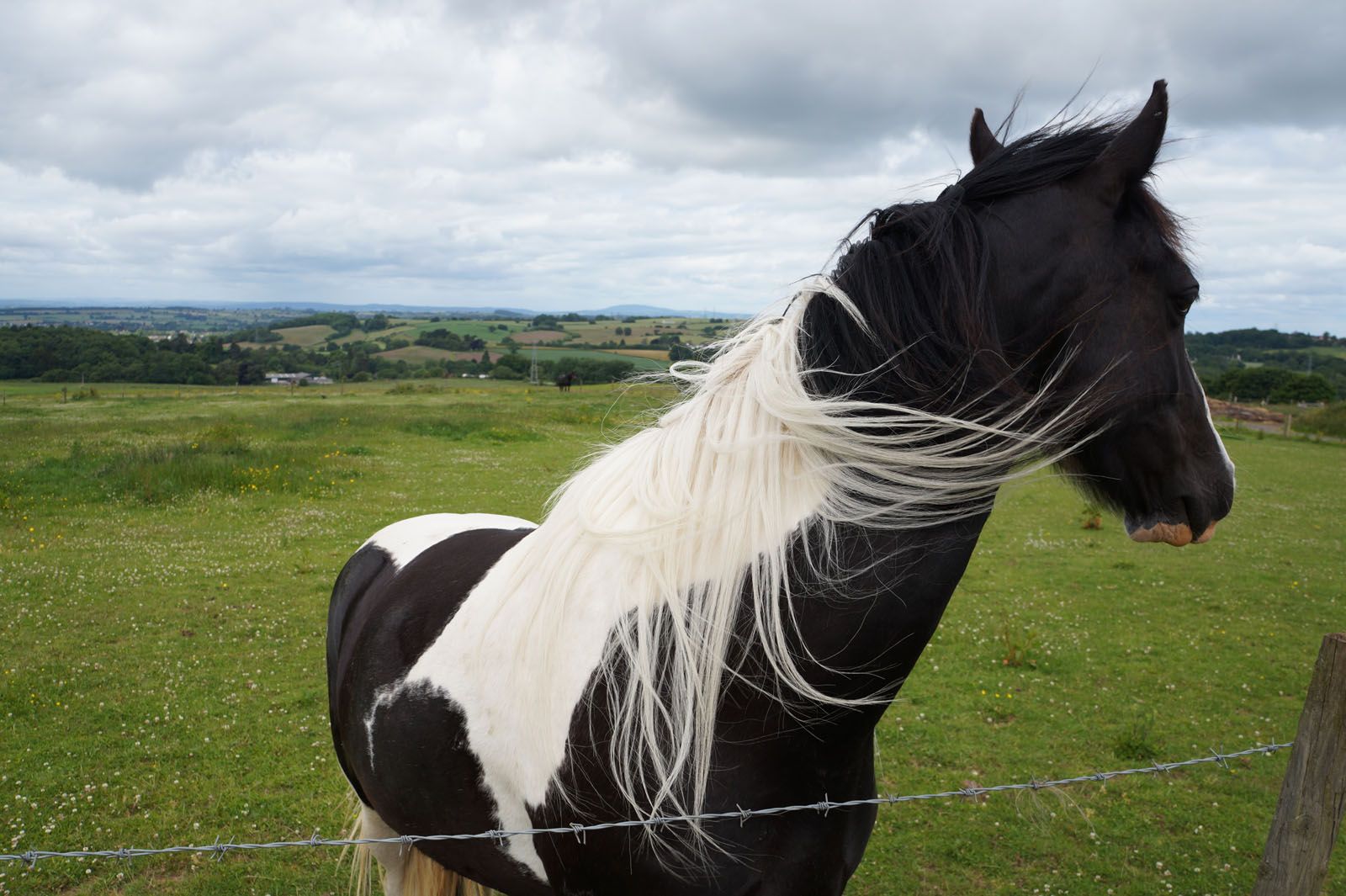 Emma Comas Heathcote   Llibertat