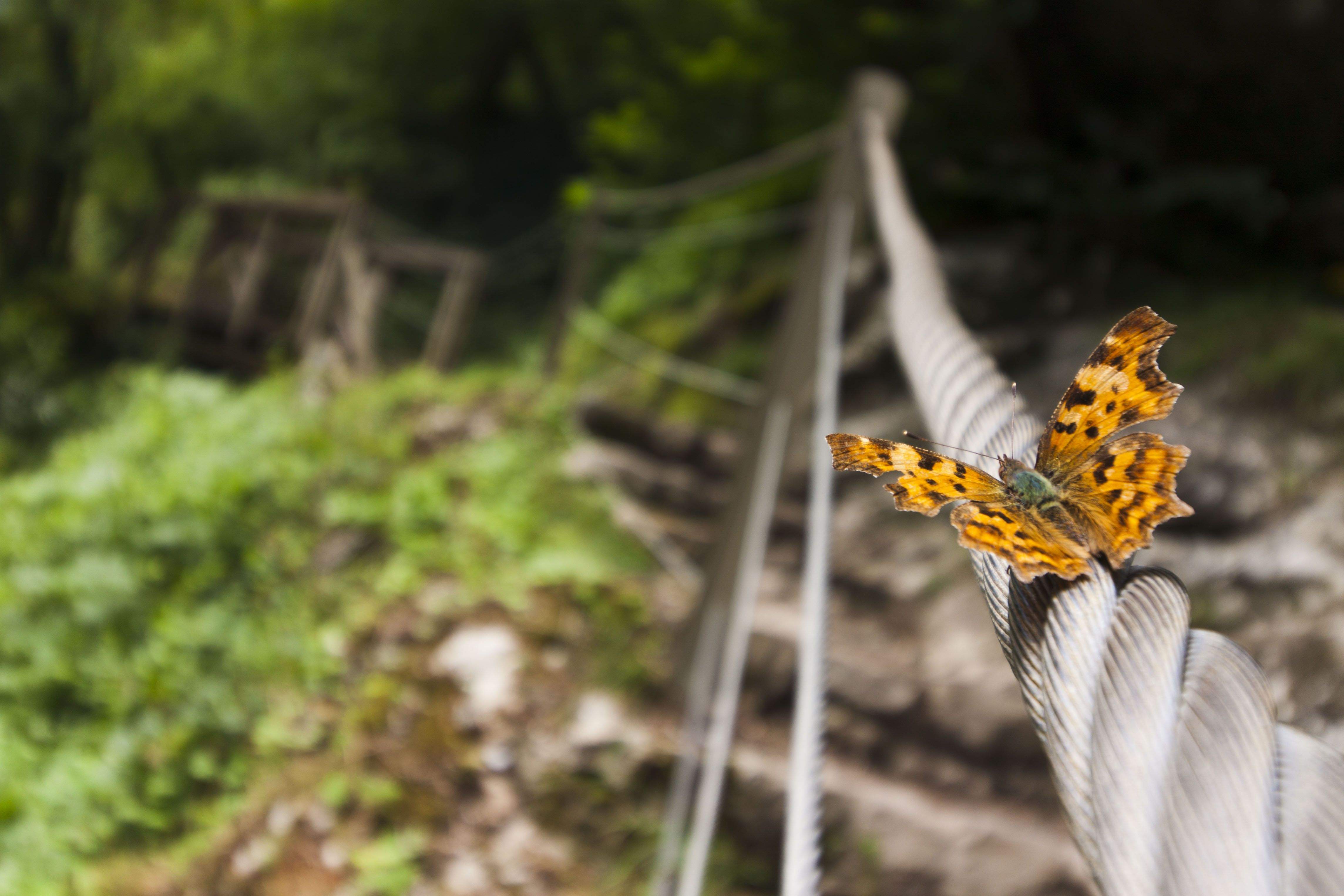 Eva Ferrer Colomer   Quan et perds a la natura i algú t'indica el camí 