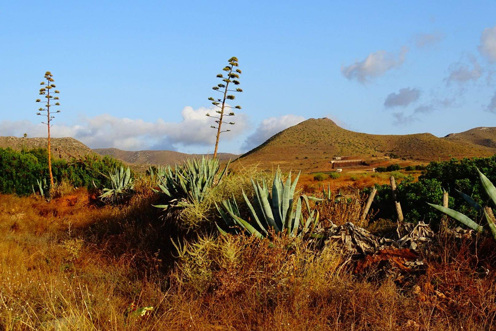 Francisco Cervantes Hernández   Desierto Iberico