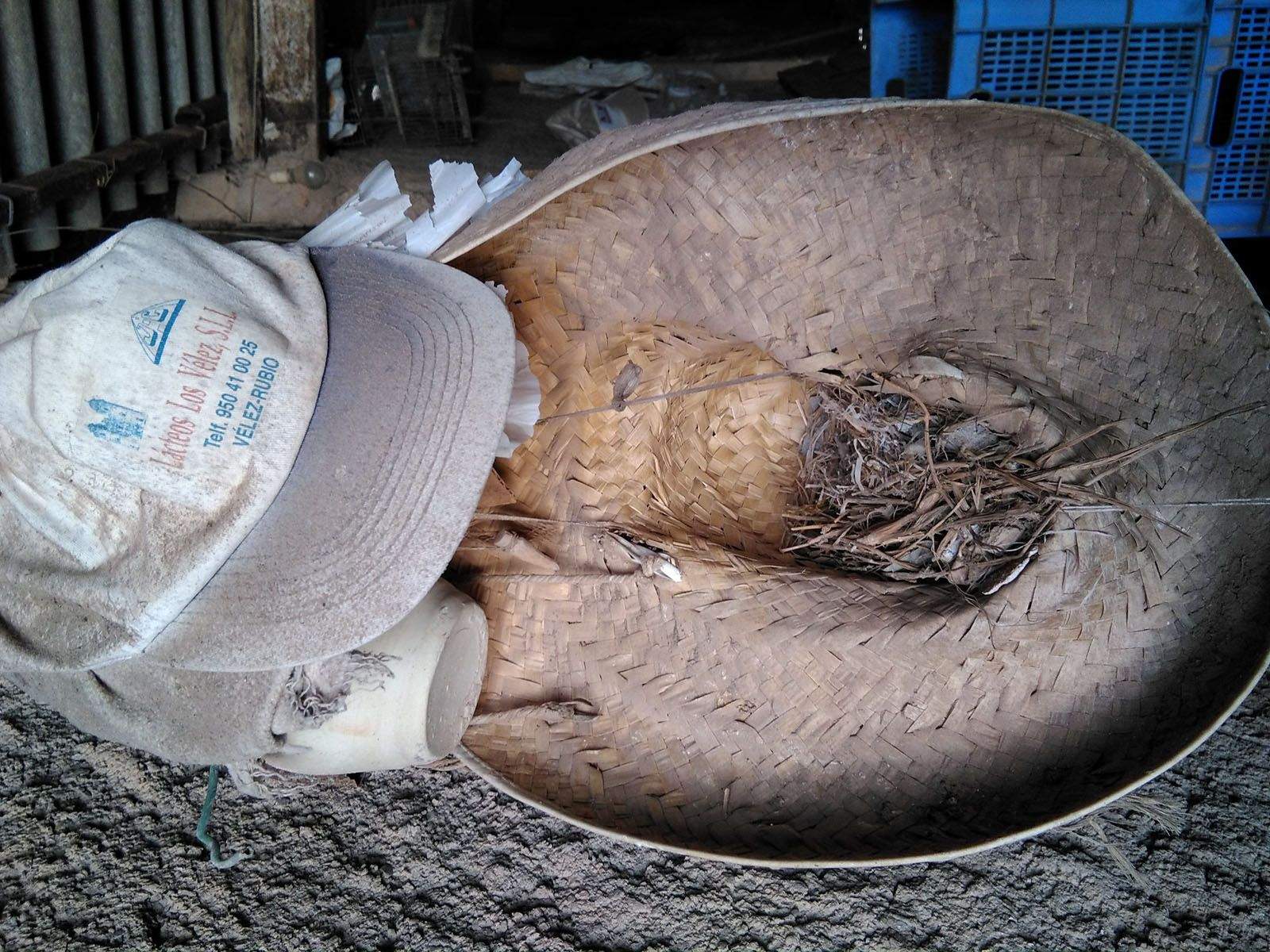 Ginesa Cañavate García   Niu en barret