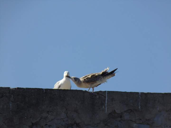 Gloria t. Grimaldo puig   L.amor a l.estiu..