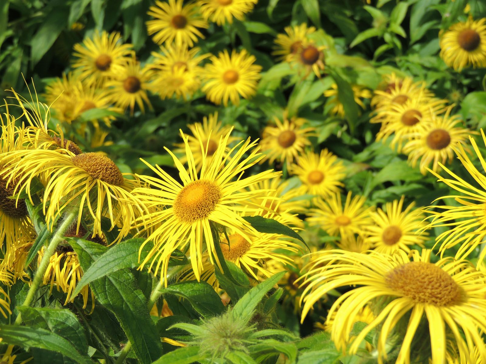 Imma Parés Cerdà   Flors del sol d'un país de llegendes