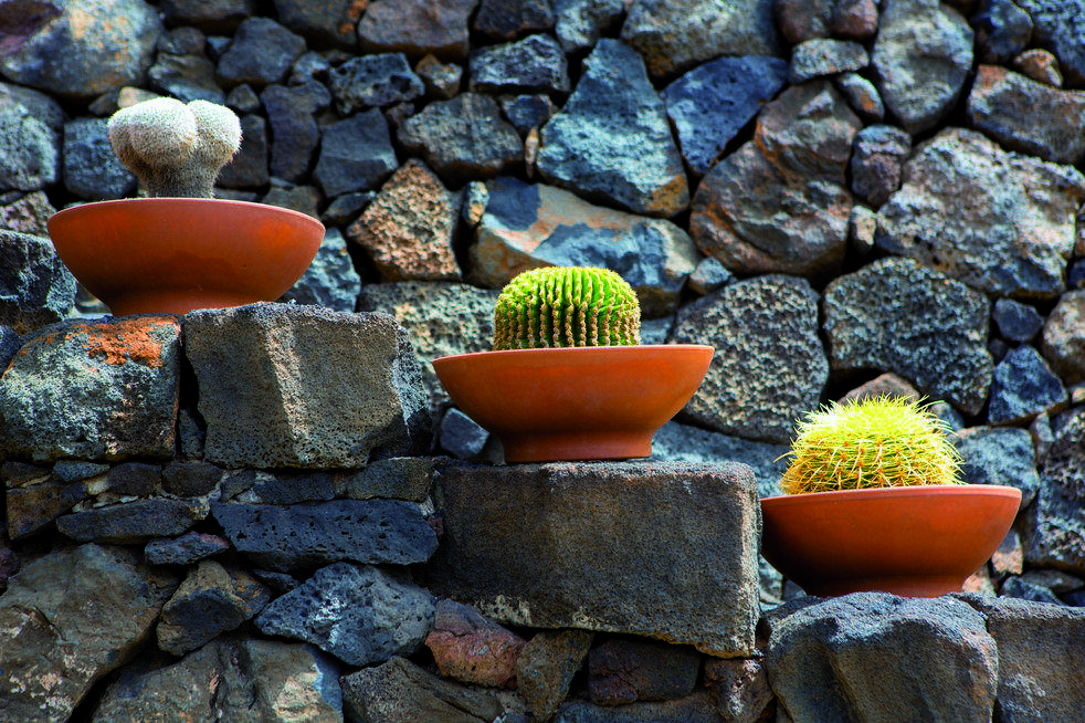 Agafeu el cactus ajudant-vos de paper de revista o diari