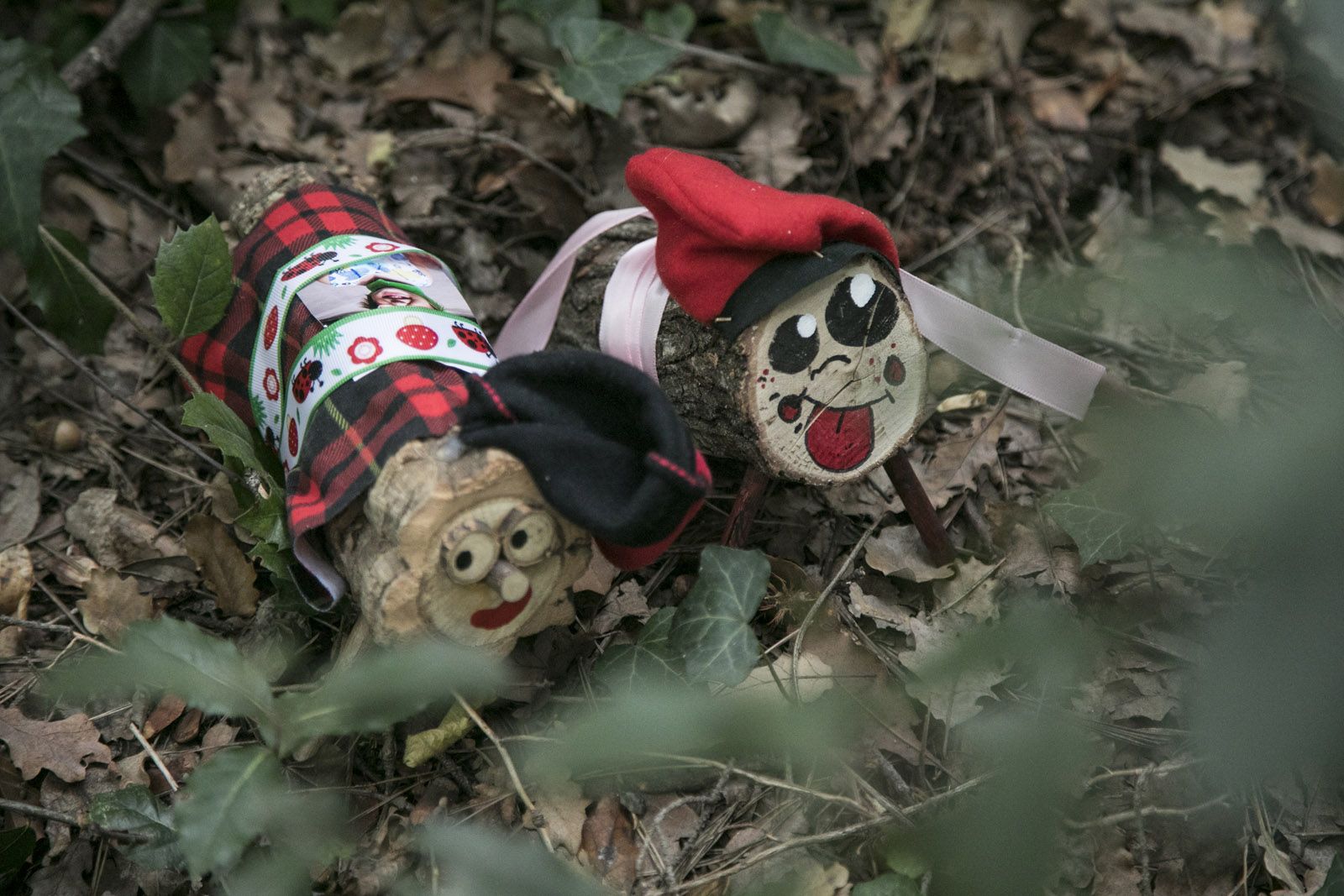 Cacera de tions al bosc de Volpelleres de Sant Cugat. FOTO: Lali Puig